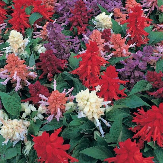Nelesa Gardening Salvia Scarlet Sage Multicolour Salvia officinalis Flower Seed - 50 Seeds Pack - Image 4