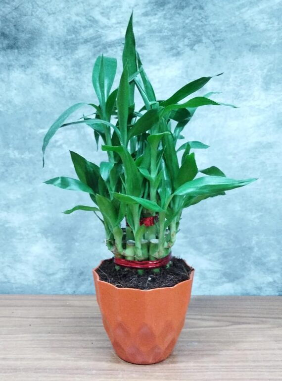 Nelesa Gardening Air Purifying Good Luck 2 Layer Lucky Bamboo Plant in Round Plastic Pot | Home Décor Plant | Can Use for Desktop | for Gifting | Lucky Plant | Good Luck Plant | Vastu Plant (Orange) - Image 2