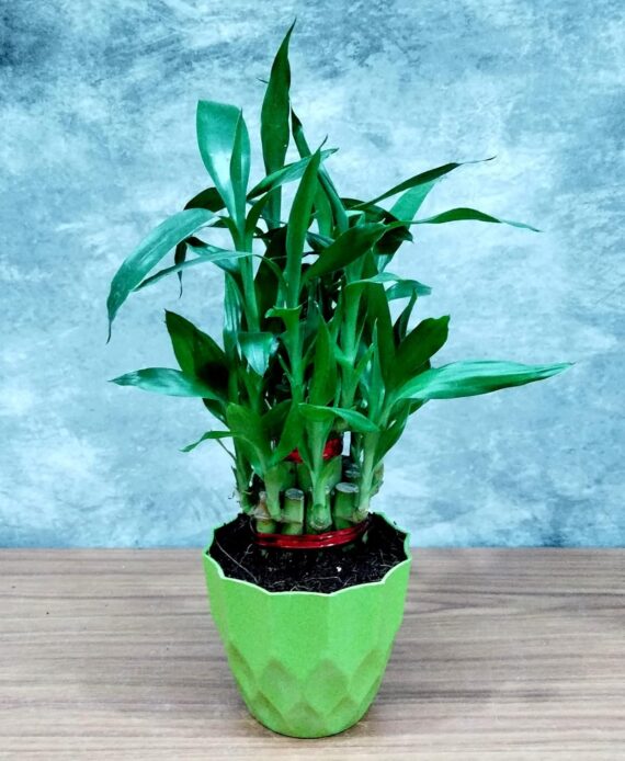 Nelesa Gardening Air Purifying Good Luck 2 Layer Lucky Bamboo Plant in Round Plastic Pot | Home Décor Plant | Can Use for Desktop | for Gifting | Lucky Plant | Good Luck Plant | Vastu Plant (Green) - Image 3