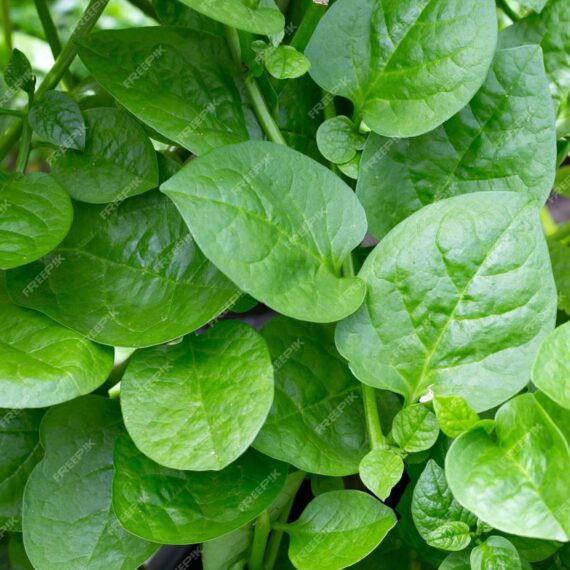 Nelesa Gardening Green Malabar Spinach Alugbati Alukbati Lukbati Basella alba Vine Spinach Ceylon Spinach Vegetable Seed for Home Garden Balcony- 20 Seeds Pack - Image 2