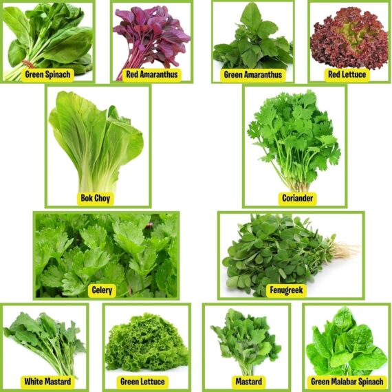 Nelesa Gardening 12 Leafy Vegetable Seeds for Home Gardening, Kitchen Gardening Seeds, Organic Vegetable Seeds, Fresh Indian Desi Vegetable Seeds, Easy to Grow Organic Vegetable Seeds for Garden - Image 3