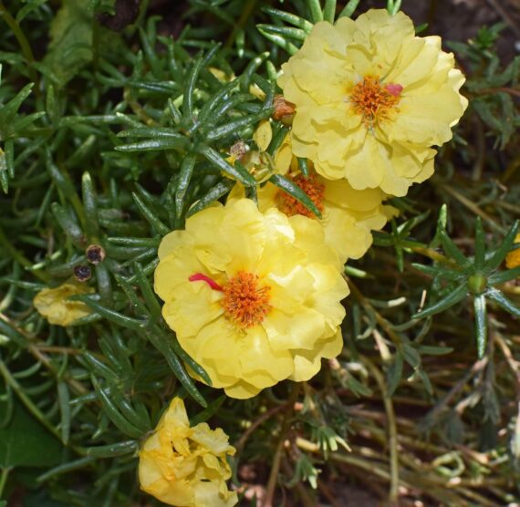 Nelesa Gardening Portulaca Moss Rose Double Mix Flower Seeds 50 Seeds - Image 6