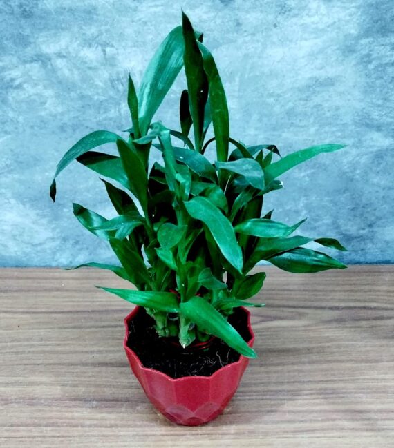 Nelesa Gardening Air Purifying Good Luck 2 Layer Lucky Bamboo Plant in Round Plastic Pot | Home Décor Plant | Can Use for Desktop | for Gifting | Lucky Plant | Good Luck Plant | Vastu Plant (Red) - Image 4