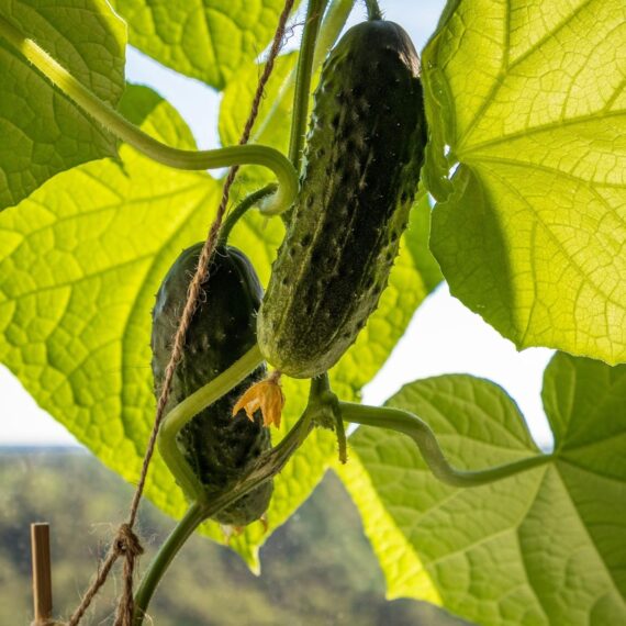 Nelesa Gardening Cucumber Kheera Kakari Sosa Seed- Pack of 30 Seeds - Image 4