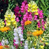 Nelesa Gardening Antirrhinum Snapdragon Flower Seeds Multicolour – 100 Seeds Pack | Vibrant Garden Blooms | Easy-to-Grow Flower Seed for Home Garden