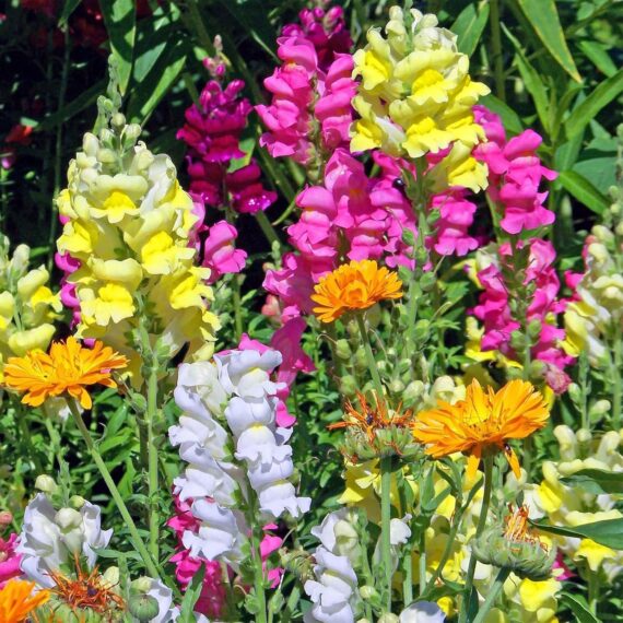 Nelesa Gardening Antirrhinum Snapdragon Flower Seeds Multicolour – 100 Seeds Pack | Vibrant Garden Blooms | Easy-to-Grow Flower Seed for Home Garden