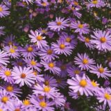 Nelesa Gardening Aster Flower Seeds - Flower Seeds for Pot - Garden Flower Seeds - 20 Finest Seeds