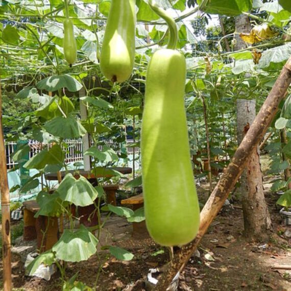 Nelesa Gardening Long Bottle Gourd Seed Lauki Lau Calabash Vegetable Seed - 25 Seeds Pack - Image 4