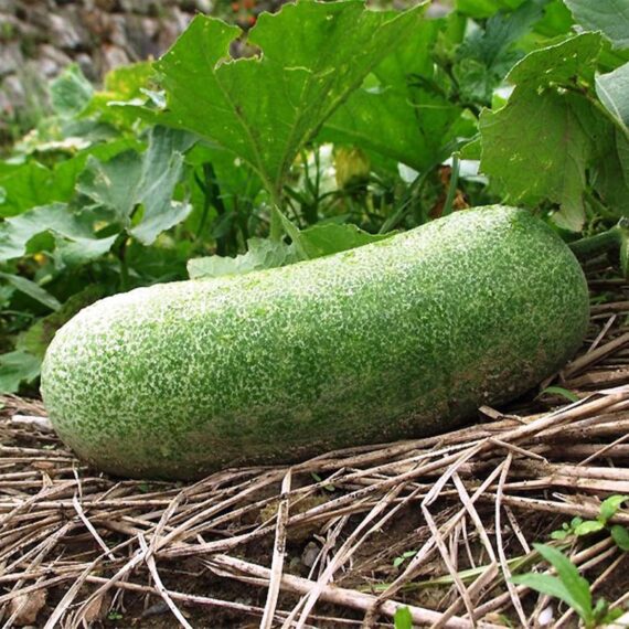 Nelesa Gardening Ash Wax Gourd Petha Seed - 30 Seeds Pack - Image 4