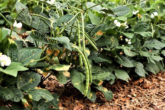 Nelesa Gardening Black Eyed Pea Seeds - 25 Seeds Pack for Home Gardening, High Yield Non-GMO Organic Seeds, Ideal for Kitchen Gardening, Easy to Grow, Perfect for Indoor & Outdoor Gardeners
