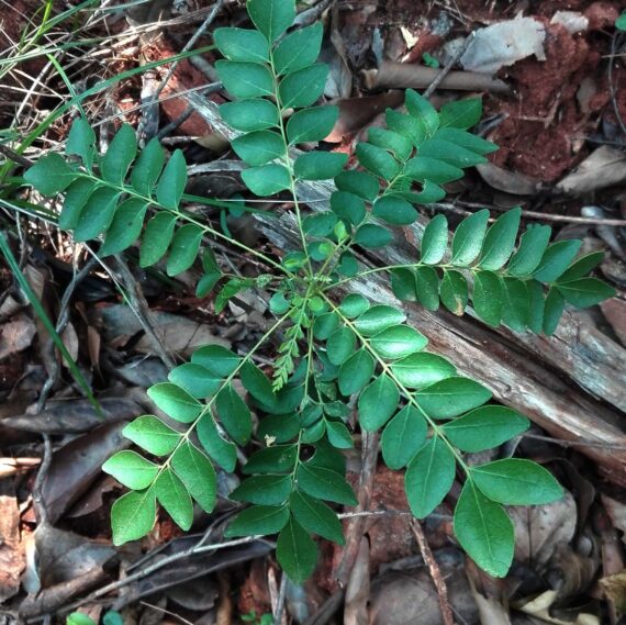 Nelesa Gardening Live Curry Leaf Plant - Curry Patta Plant - Aromatic Herb for Fresh Culinary Adventures - Image 3