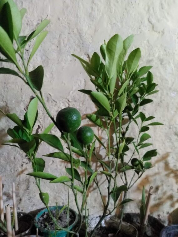 Nelesa Gardening Live Orange Plant Decorative Grafted Hybrid Orange Plant in Pot - Image 6