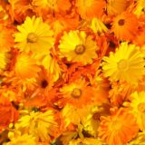 Fancy Mix Marigold Flower Seeds 50 Seeds