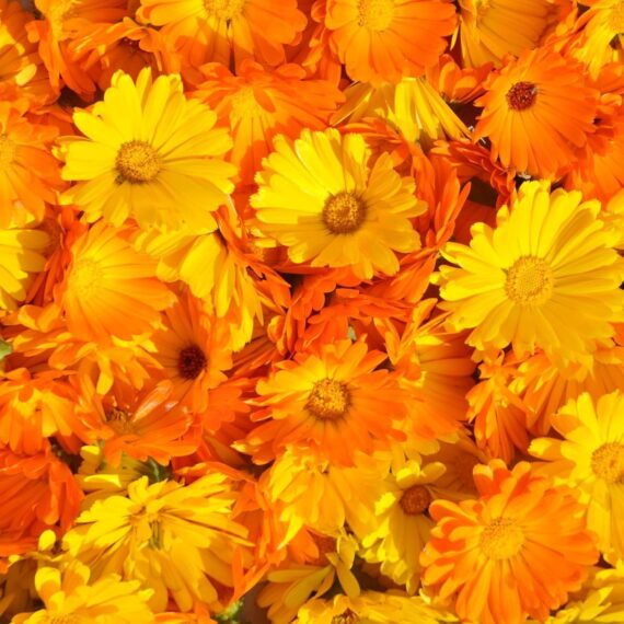 Fancy Mix Marigold Flower Seeds 50 Seeds