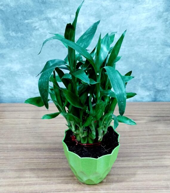Nelesa Gardening Air Purifying Good Luck 2 Layer Lucky Bamboo Plant in Round Plastic Pot | Home Décor Plant | Can Use for Desktop | for Gifting | Lucky Plant | Good Luck Plant | Vastu Plant (Green) - Image 6