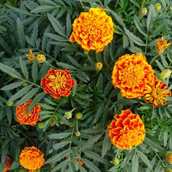 Nelesa Gardening French Marigold Flower Seed - 25 Seeds Pack - Image 3