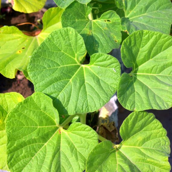 Nelesa Gardening Long Bottle Gourd Seed Lauki Lau Calabash Vegetable Seed - 25 Seeds Pack - Image 6