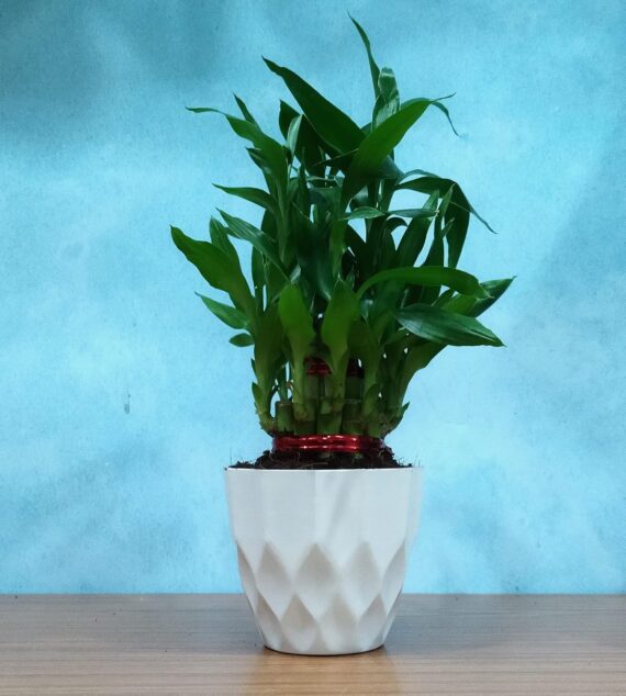 Nelesa Gardening Air Purifying Good Luck 2 Layer Lucky Bamboo Plant in White Round Plastic Pot | Home Décor Plant | Can Use for Desktop | for Gifting | Lucky Plant | Good Luck Plant | Vastu Plant - Image 2