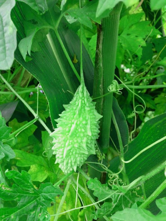 Nelesa Gardening Bitter Gourd Seeds Karela Karle 25 Seeds