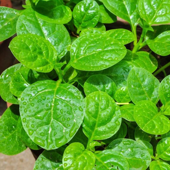 Nelesa Gardening Green Malabar Spinach Alugbati Alukbati Lukbati Basella alba Vine Spinach Ceylon Spinach Vegetable Seed for Home Garden Balcony- 20 Seeds Pack - Image 5