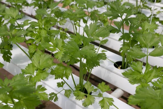 Nelesa Gardening Coriander Seed, Cilantro, Chinese Parsley, Dhania Seed - Pack of 100 Seeds - Image 5