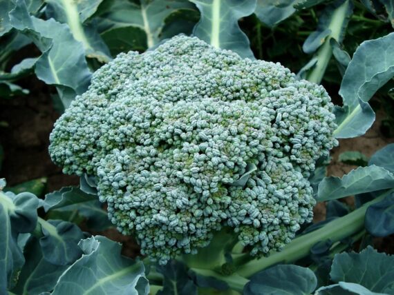 Nelesa Gardening Broccoli Hybrid Vegetable Seed - 20 Seeds Pack - Image 3