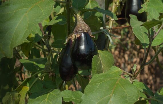 Nelesa Gardening Brinjal Black Big Eggplant Seeds 50 seeds - Image 4