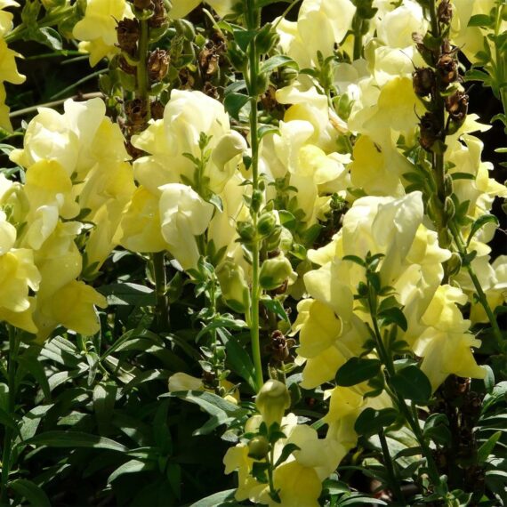 Nelesa Gardening Antirrhinum Snapdragon Flower Seeds Multicolour – 100 Seeds Pack | Vibrant Garden Blooms | Easy-to-Grow Flower Seed for Home Garden - Image 4