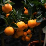 Nelesa Gardening Live Orange Plant Decorative Grafted Hybrid Orange Plant in Pot