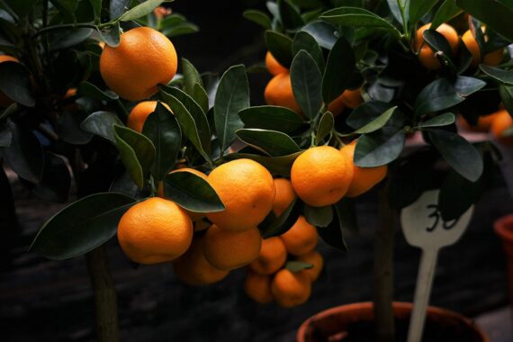 Nelesa Gardening Live Orange Plant Decorative Grafted Hybrid Orange Plant in Pot