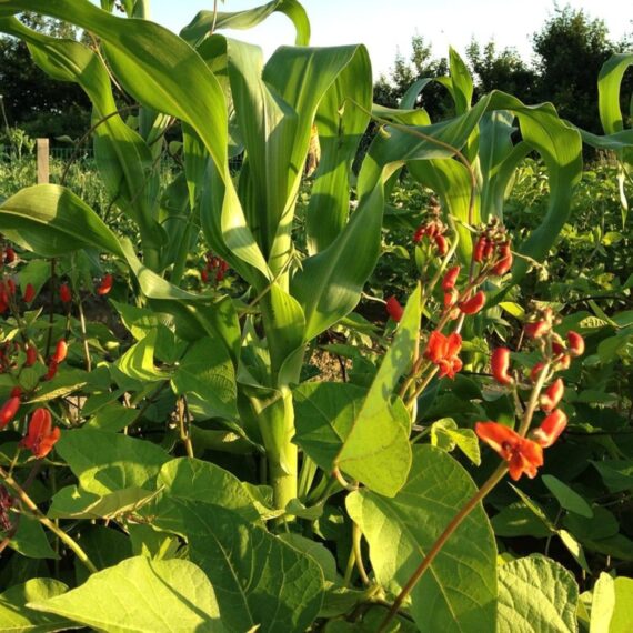 Nelesa Gardening Red Kidney Bean 10 Vegetable Seeds for Home Garden - Image 3