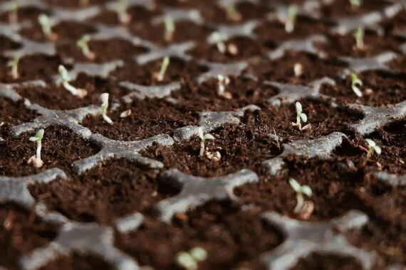 Nelesa Gardening Red Lettuce Seeds - Lactuca sativa Vegetable Seeds - Image 3