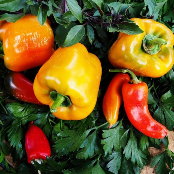 Nelesa Gardening Golden Yellow Bell Pepper Capsicum Vegetable Seeds - 10 Seeds Pack for Home Gardening, Kitchen Gardening, Organic Vegetable Growing, Easy to Grow Capsicum Seeds for All Seasons - Image 5