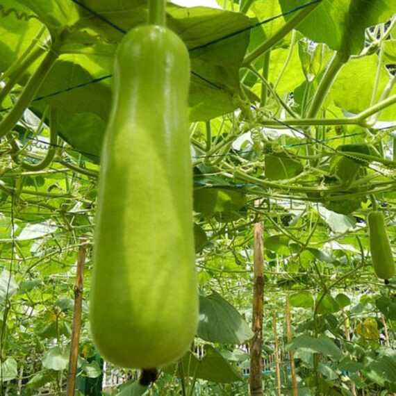 Nelesa Gardening Long Bottle Gourd Seed Lauki Lau Calabash Vegetable Seed - 25 Seeds Pack - Image 3
