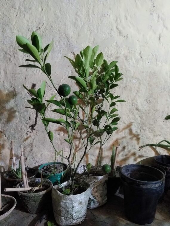 Nelesa Gardening Live Orange Plant Decorative Grafted Hybrid Orange Plant in Pot - Image 5