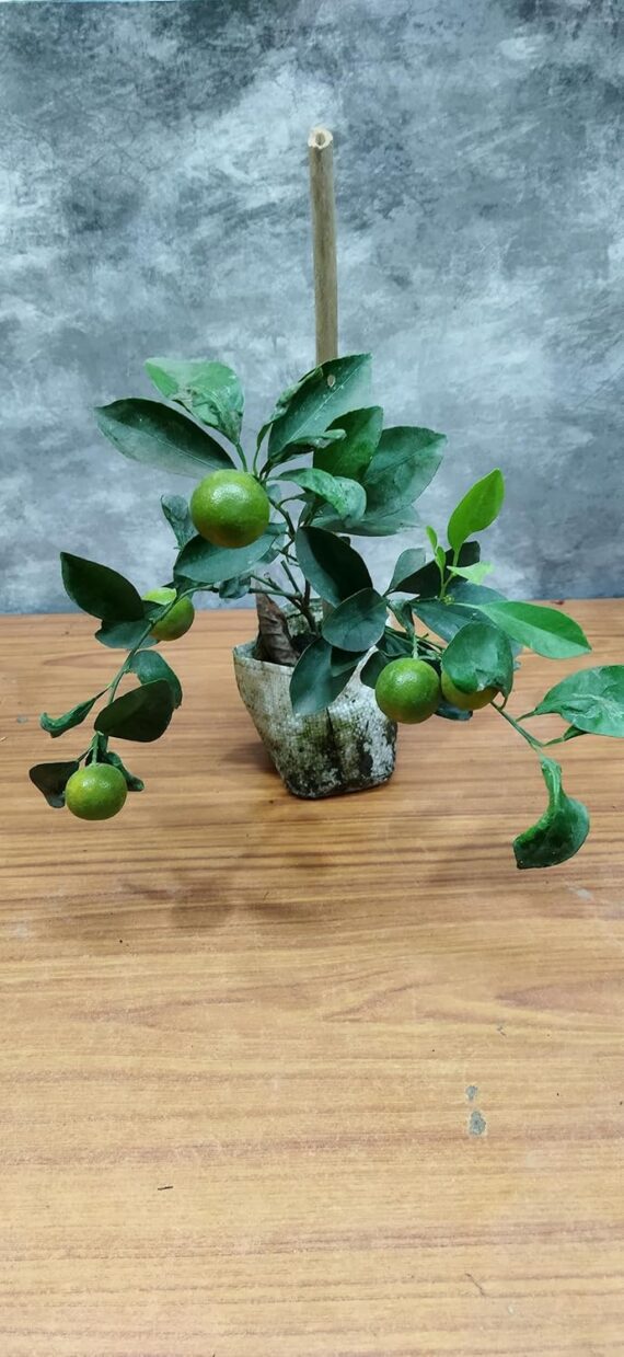 Nelesa Gardening All Types of Lemon Plant (Chinese Orange Plant) - Image 5