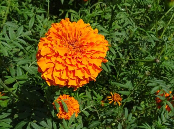 Nelesa Gardening African Marigold Flower Seeds Mix Colour 50 Seeds Pack - Image 5
