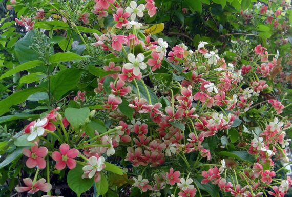 Nelesa Gardening Live Madhumalati Honeysuckle Madhumalti Rangoon Creeper Climbing Madhabilata Flower Plant - Image 2