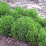 Nelesa Gardening Kochia Scoparia Seed - 50 Seeds Pack