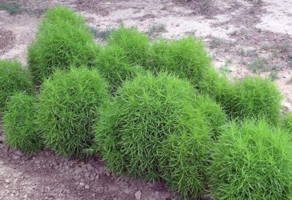 Nelesa Gardening Kochia Scoparia Seed - 50 Seeds Pack
