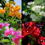 Nelesa Gardening 4 Types of Bougainvillea Flower Plants Combo, One Yellow, One White, One Pink and One Red Plant in Grow Bag, Plant Height 1-1.5 feet, Low Maintainace Flower Plant