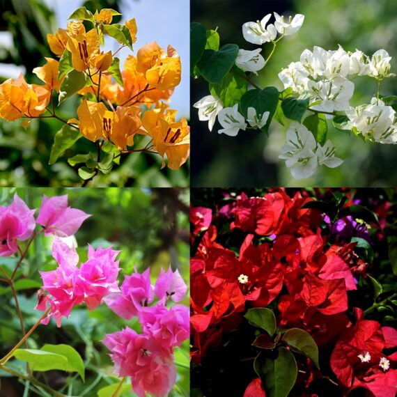 Nelesa Gardening 4 Types of Bougainvillea Flower Plants Combo, One Yellow, One White, One Pink and One Red Plant in Grow Bag, Plant Height 1-1.5 feet, Low Maintainace Flower Plant