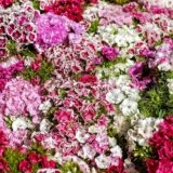 Nelesa Gardening Dianthus Mix Colour Flower Seeds | Sweet William Dianthus barbatus - 50 Mixed Colour Seeds for Beautiful, Fragrant Garden Blooms | Easy-to-Grow, Hardy Perennial Flowers