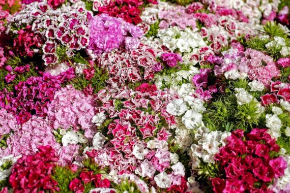 Nelesa Gardening Dianthus Mix Colour Flower Seeds | Sweet William Dianthus barbatus - 50 Mixed Colour Seeds for Beautiful, Fragrant Garden Blooms | Easy-to-Grow, Hardy Perennial Flowers