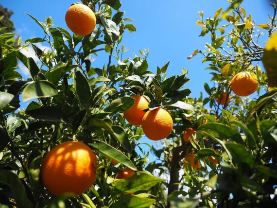 Nelesa Gardening Live Orange Plant Decorative Grafted Hybrid Orange Plant in Pot - Image 3