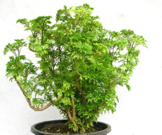 Nelesa Gardening Live Green Aralia Plant Indoor Plant