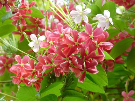 Nelesa Gardening Live Madhumalati Honeysuckle Madhumalti Rangoon Creeper Climbing Madhabilata Flower Plant