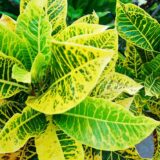 Nelesa Gardening Live Petra Croton Plant Codiaeum variegatum Plant