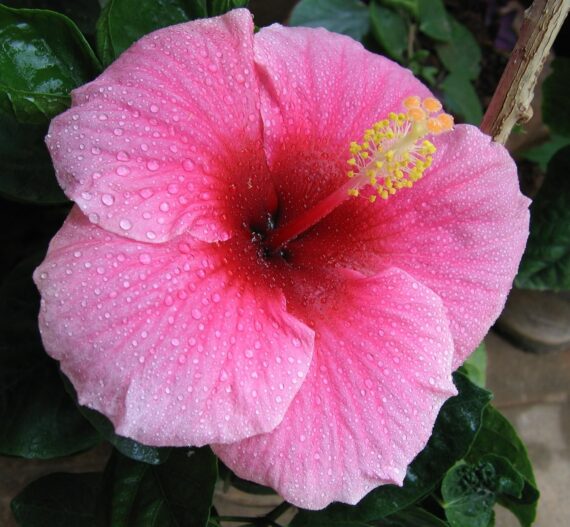 Nelesa Gardening Live Pink Hibiscus Gudhal Flower Plant