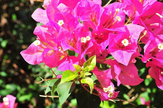 Nelesa Gardening | Pink Bougainvillea | Flower Plant
